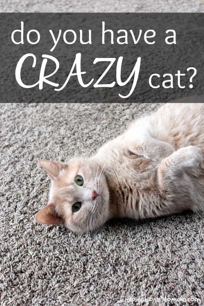 Do you have a crazy cat? The Crazy Cat Collar is the answer you have been searching for!