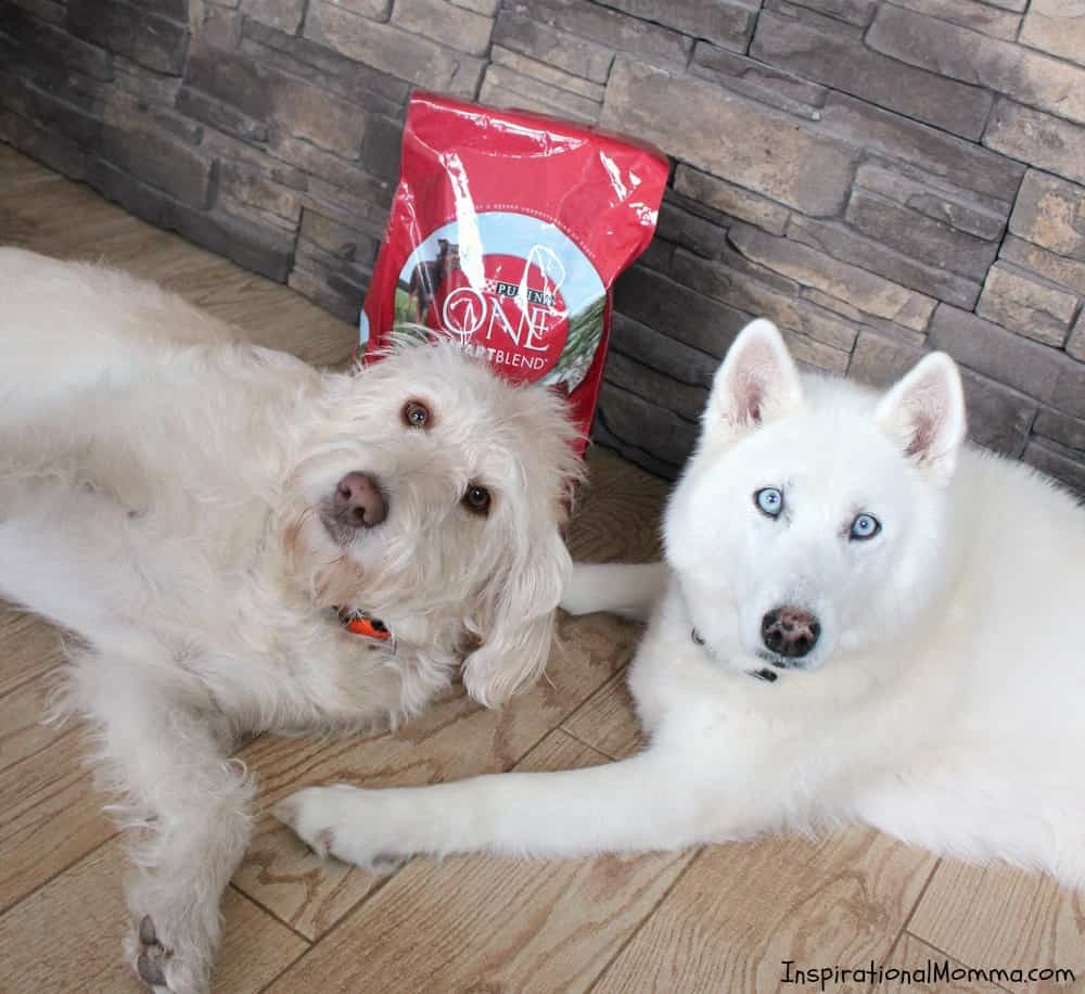 This DIY Dog Treat & Leash Station conveniently stores treats and a leash while adding a personal touch to a dog-lover's decor!