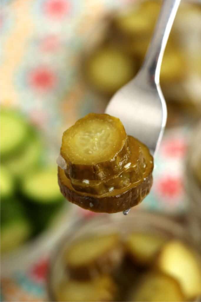 Closeup shot of forkful of homemade horseradish pickles. 